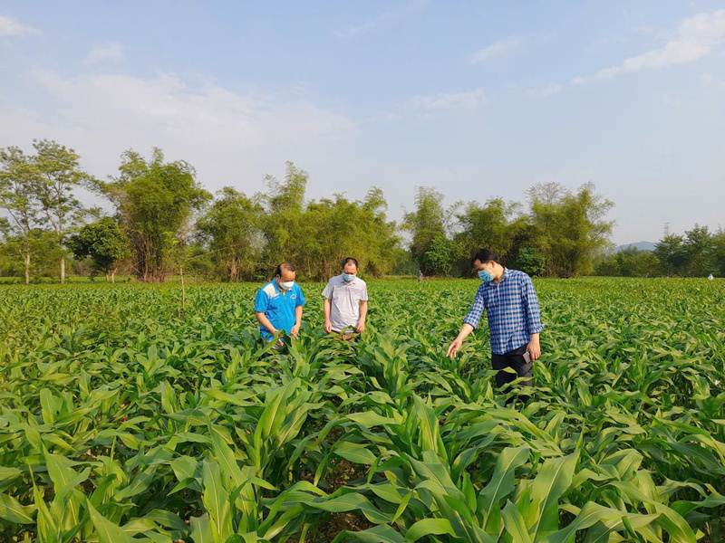 Cao Bằng đẩy mạnh chăm sóc vùng nguyên liệu nông nghiệp, góp phần nâng cao chất lượng sản phẩm OCOP. Ảnh: Hà Lê