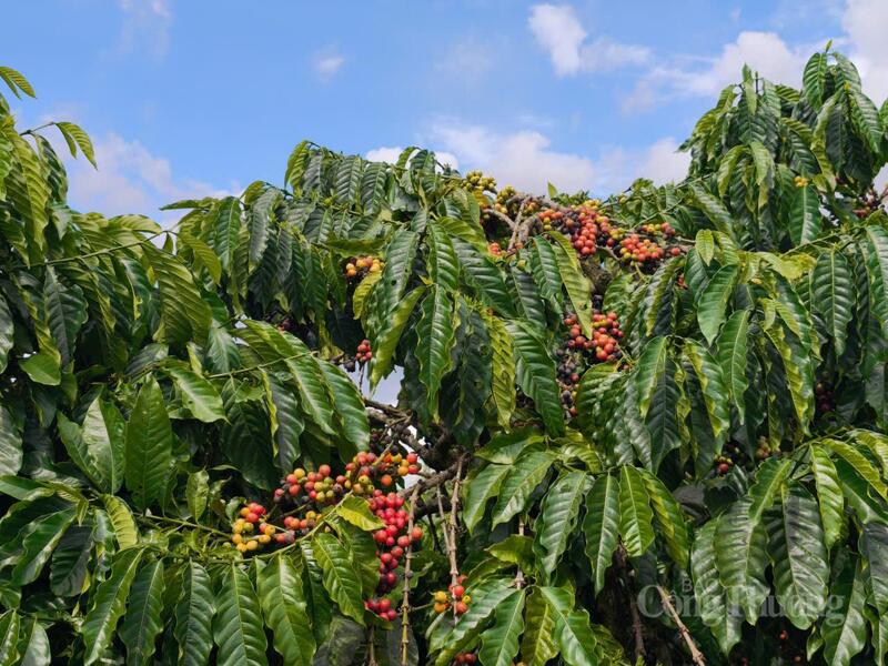 Cây cà phê tại Lâm Đồng