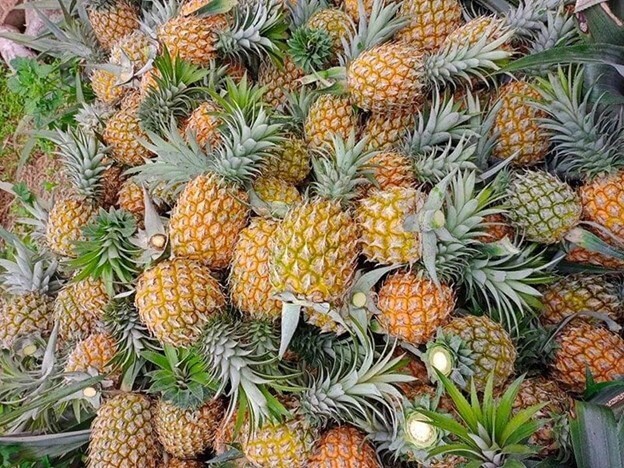 Dứa Lạng Sơn giá cao dao động 13.000 - 14.000 đồng/kg. Ảnh minh hoạ
