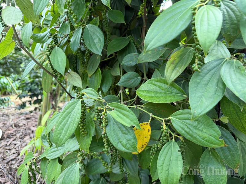 Vườn hồ tiêu tại Lâm Đồng