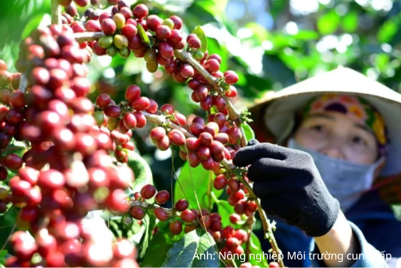 Tồn kho Arabica xuống mức thấp nhất hơn hai năm cùng tiến độ thu hoạch chậm tại Brazil đã đẩy giá cà phê thế giới tăng mạnh.