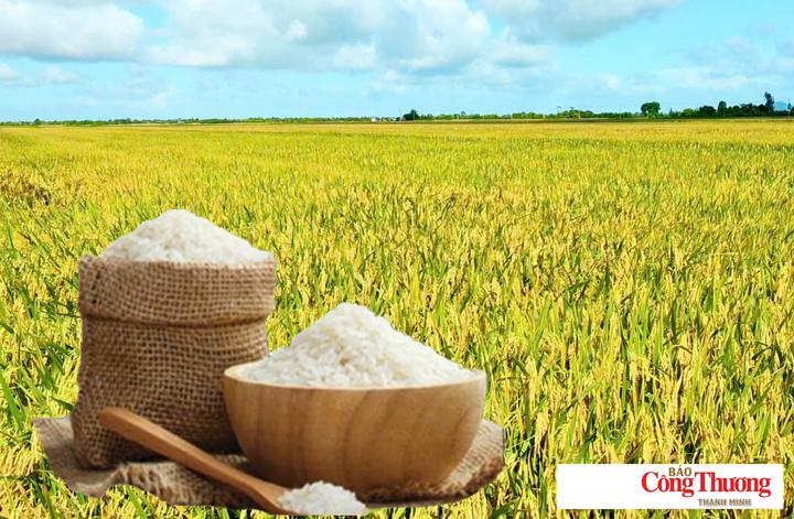 Giá lúa gạo hôm nay ngày 29/9/2026: Gạo xuất khẩu thơm - dẻo neo cao.